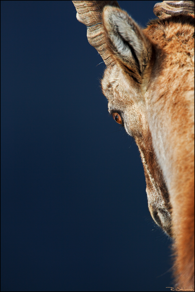 Steinbock