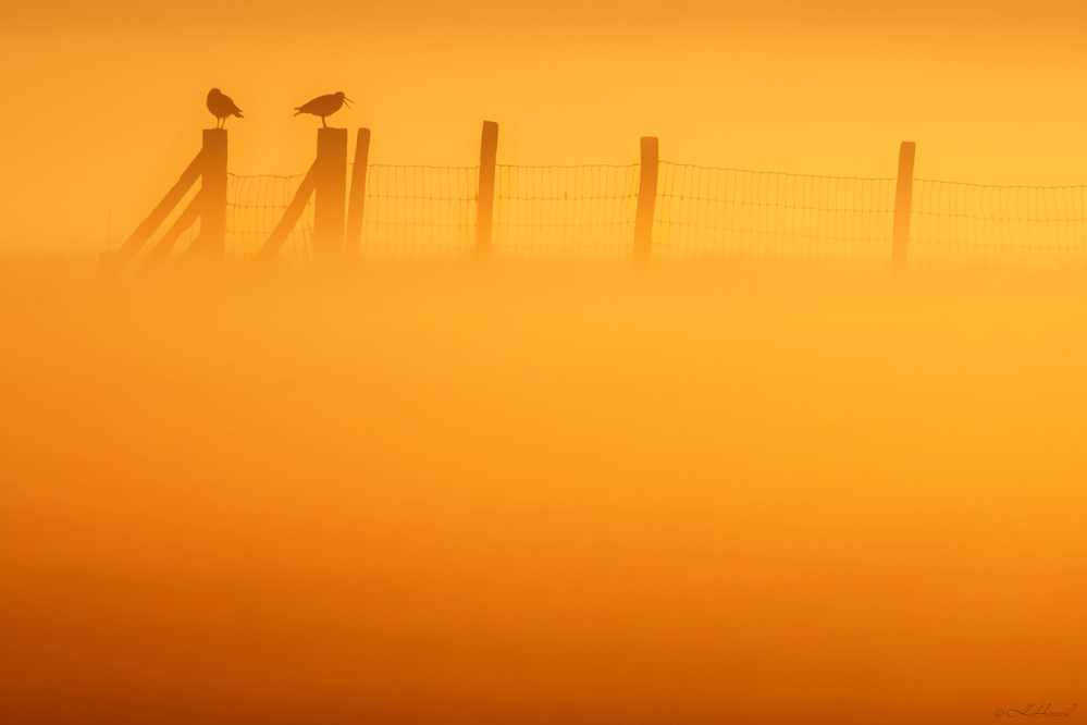 ~At Dawn~
