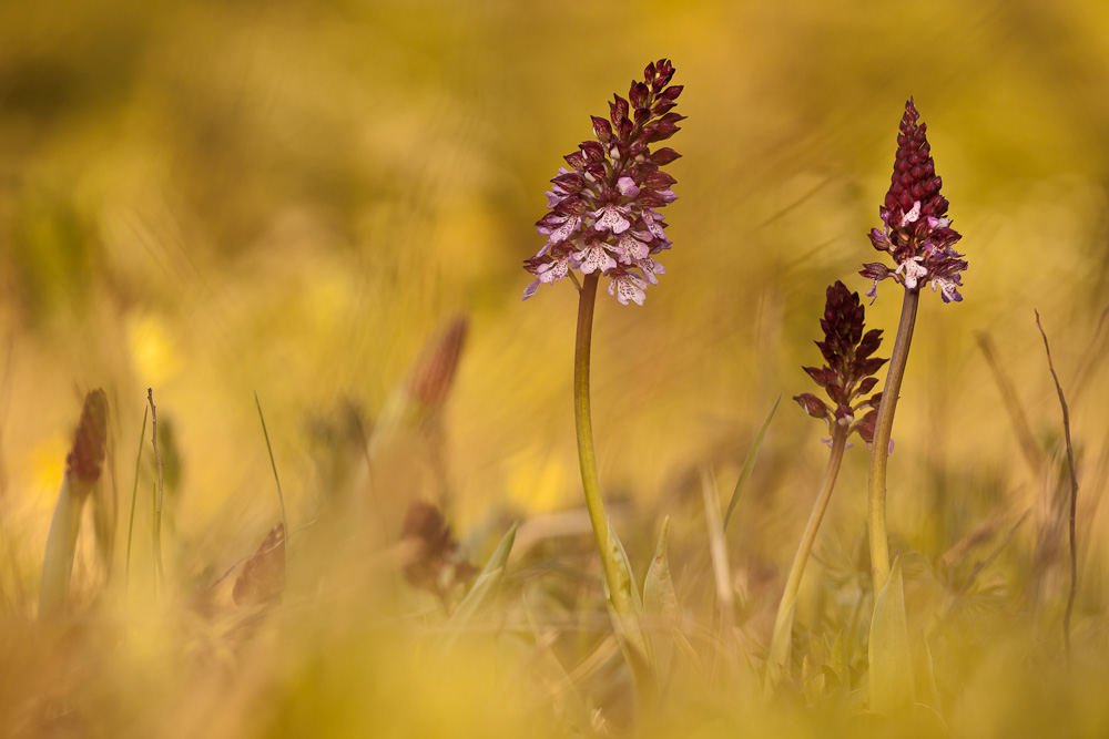 Frühe Orchideen