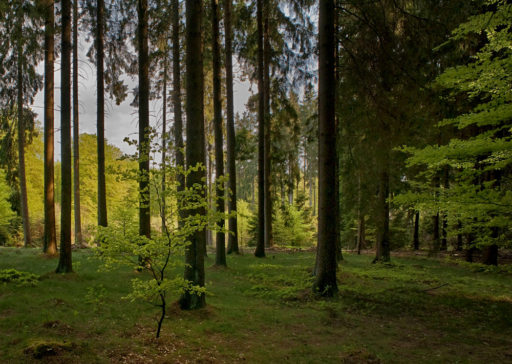 kleines Waldbildchen
