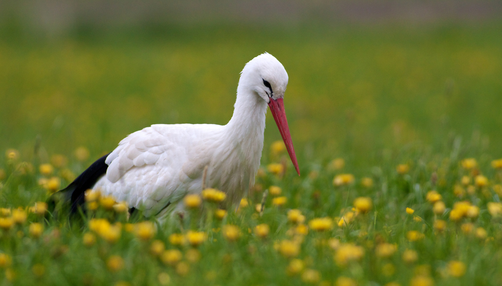 ~ Frühling auf dem Land ~