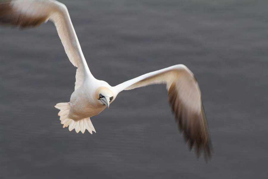 Basstölpel im Flug, Helgoland