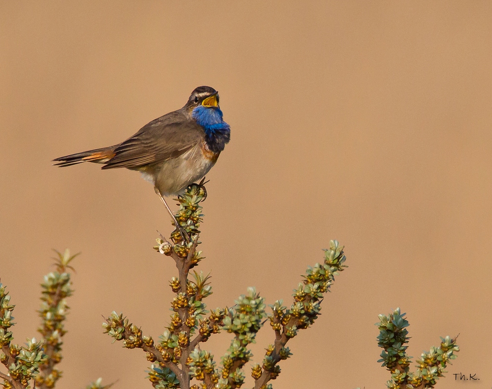 Blaukehlchen