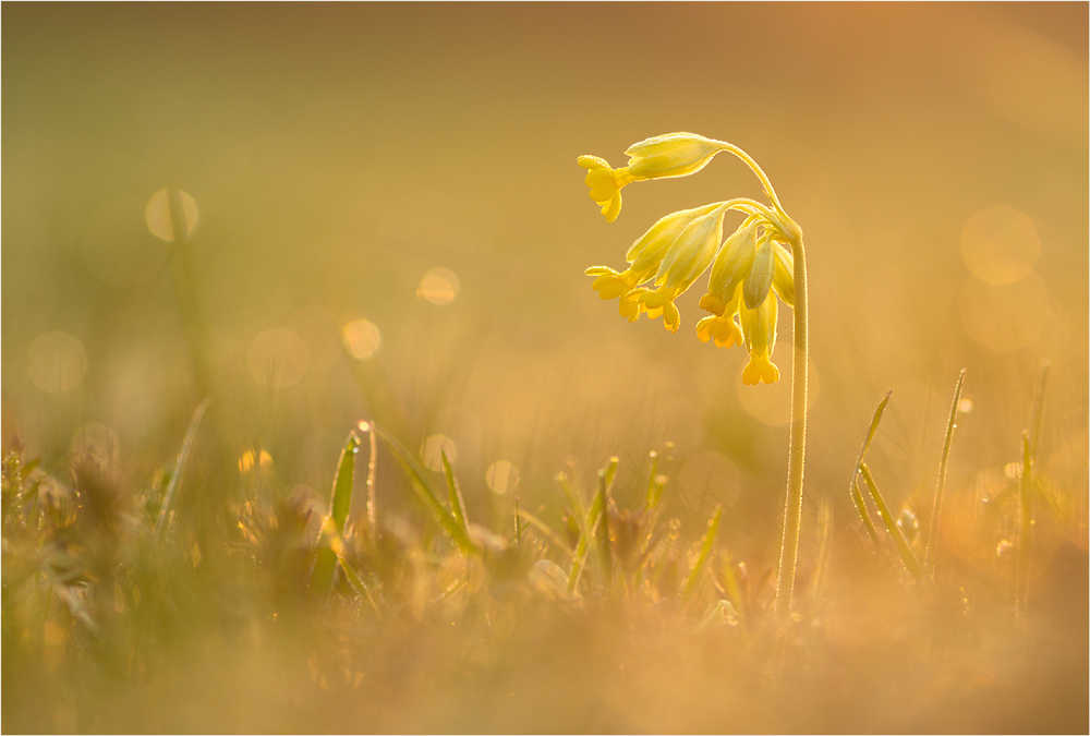 Wiesen-Schlüsselblume