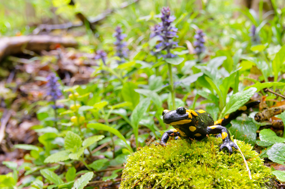 Feuersalamander im Regenwald
