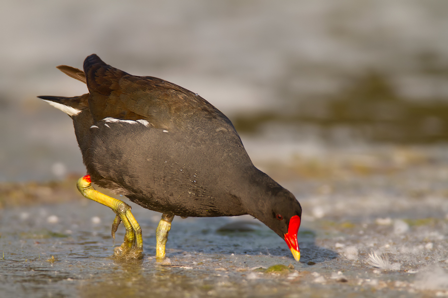 Teichralle (Gallinula chloropus) bei der Nahrungssuche