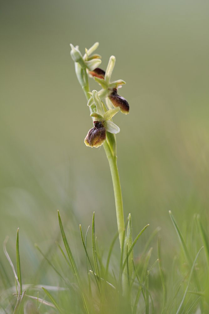Kleine Spinne (Ophrys araneola) klassisch