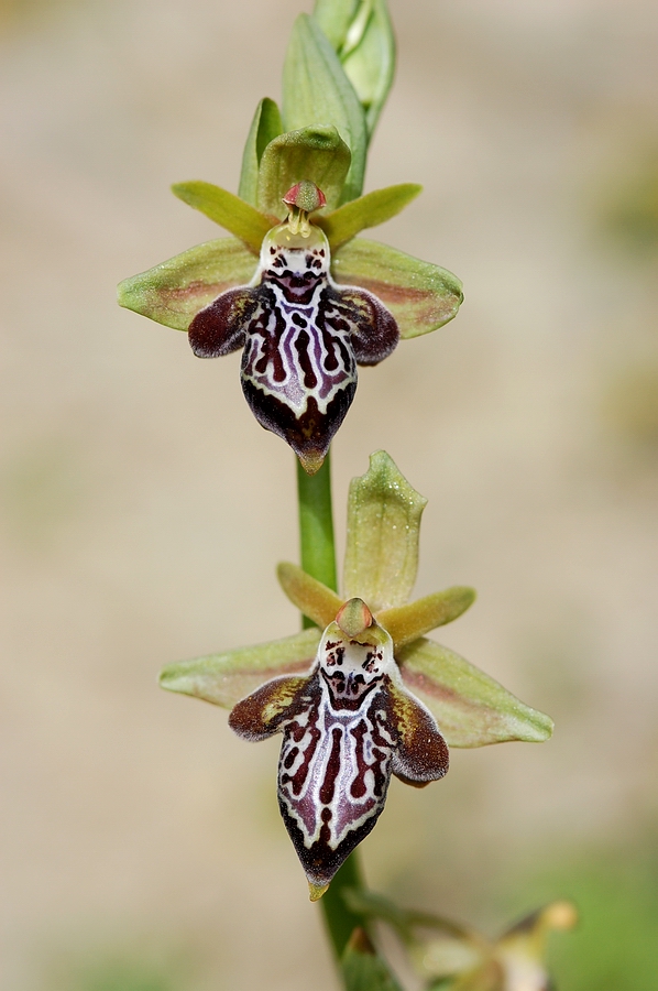 Ariadne-Ragwurz (Ophrys cretica ssp. ariadnae)