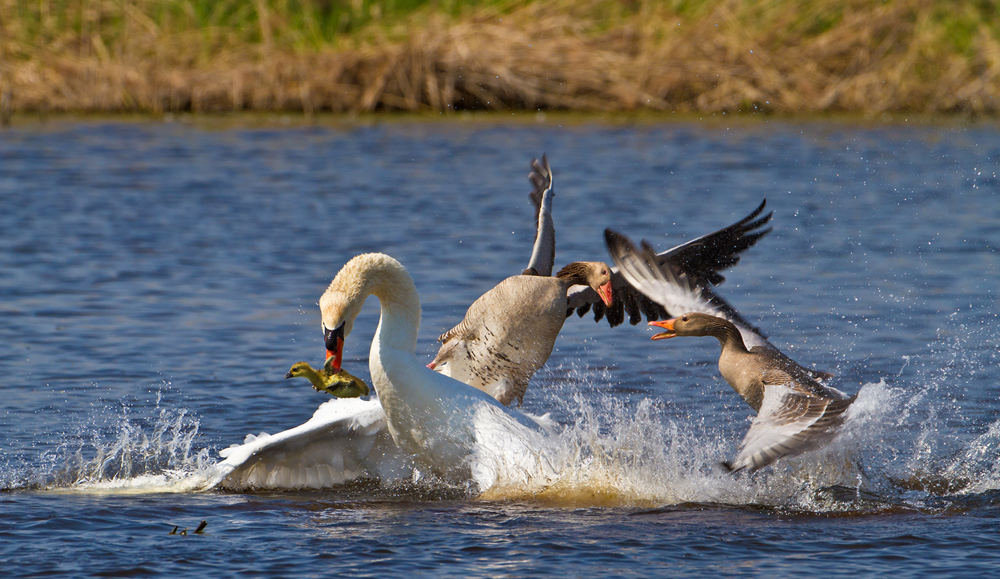 Schwan greift Gänsefamilie an