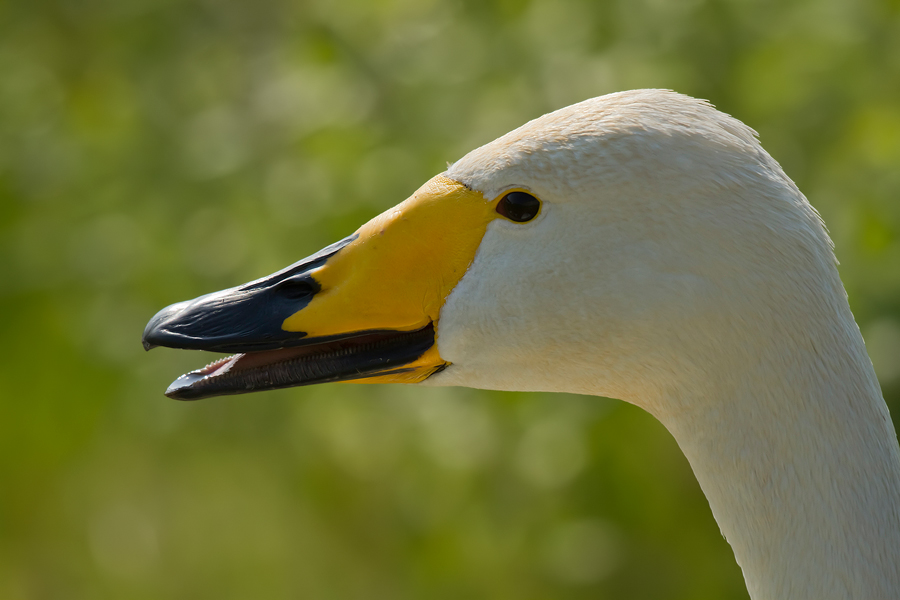 Singschwan (Cygnus cygnus)