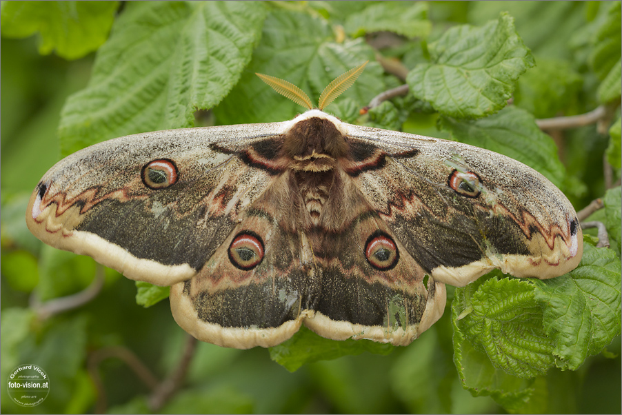 Raritätenfund im Garten