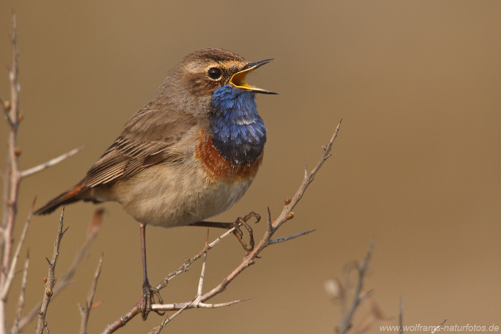 Blaukehlchen