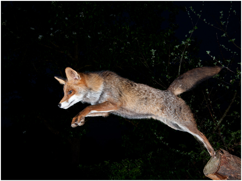 Springender Fuchs