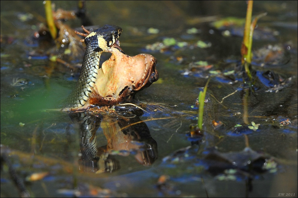 Ringelnatter vs. Teichfrosch