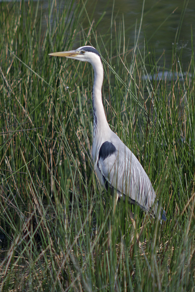 Graureiher (Ardea cinerea)