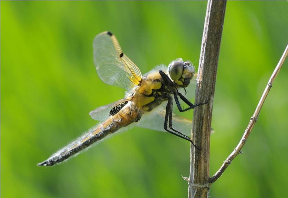 Vierfleck (Libellula quadrimaculata), oder?