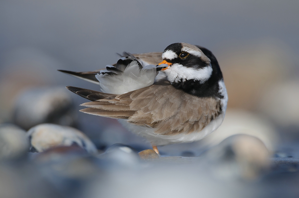 Sandregenpfeifer (Charadrius hiaticula)