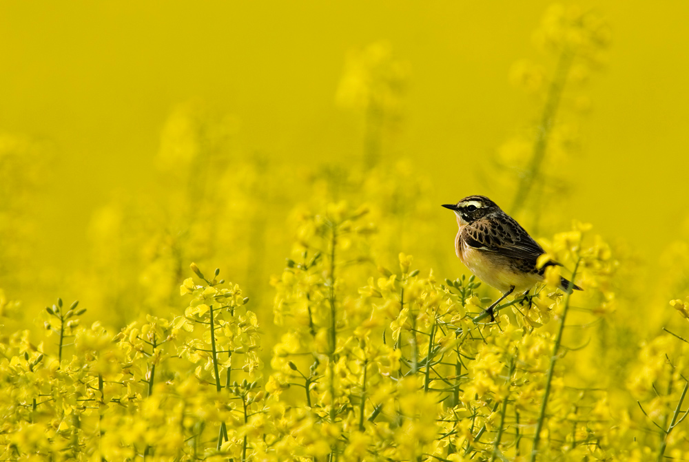 Braunkehlchen im Raps