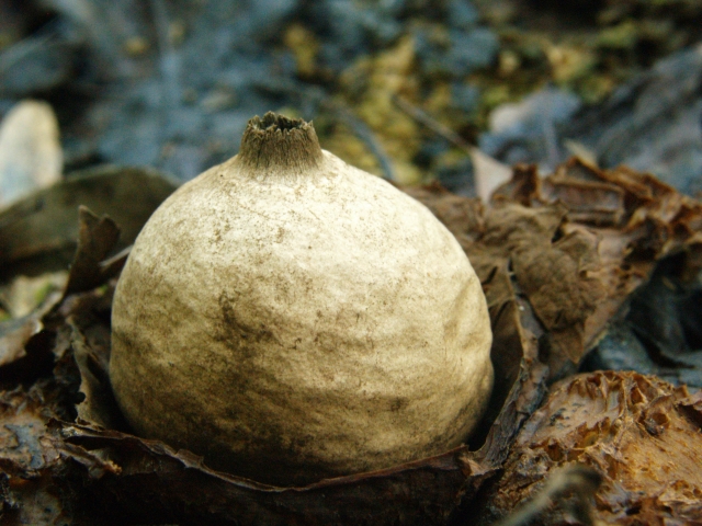 Wetterstern