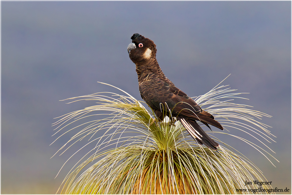 Weißohr-Rabenkakadu (Calyptorhynchus latirostris ) Short-billed Black Cockatoo