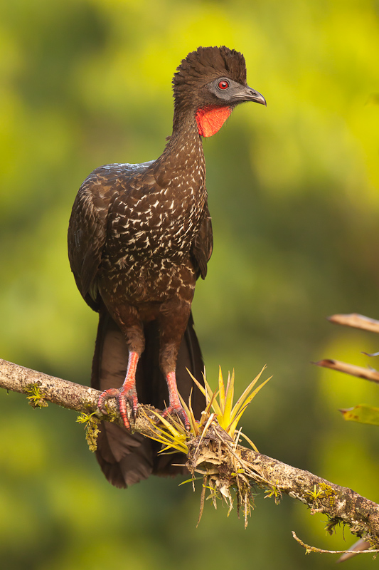 Crested Guan / Rostbauchguan