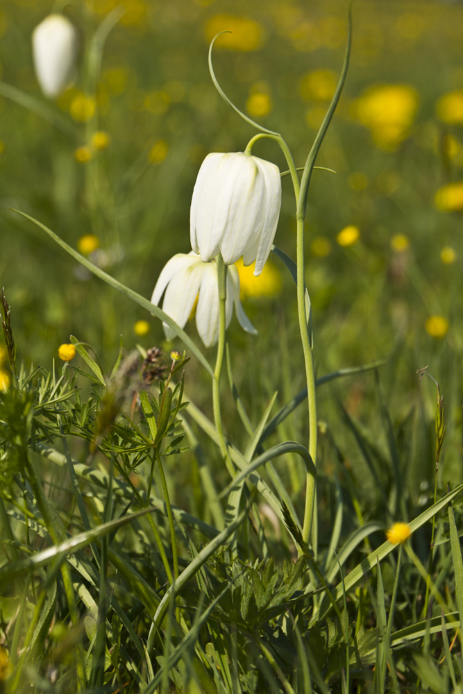 weisse Schachbrettblume