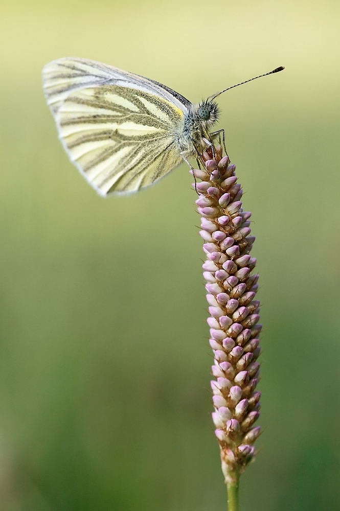 Grünaderweißling (Pieris napi )