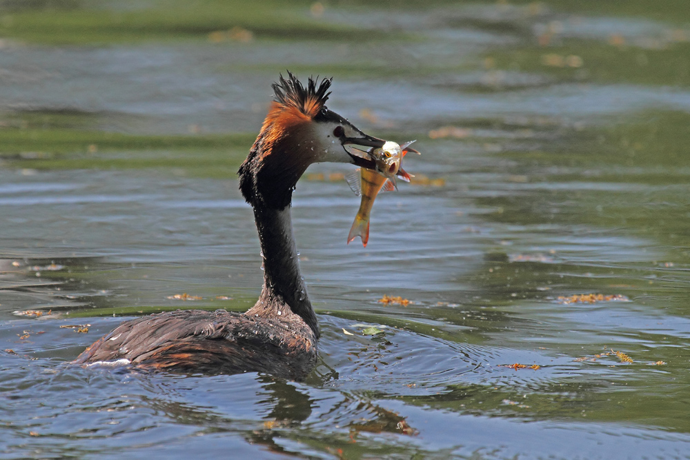 Frischer Fisch