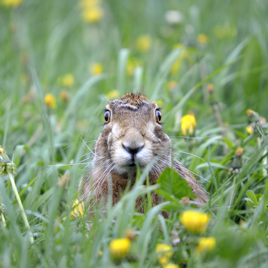 Dieser Hase