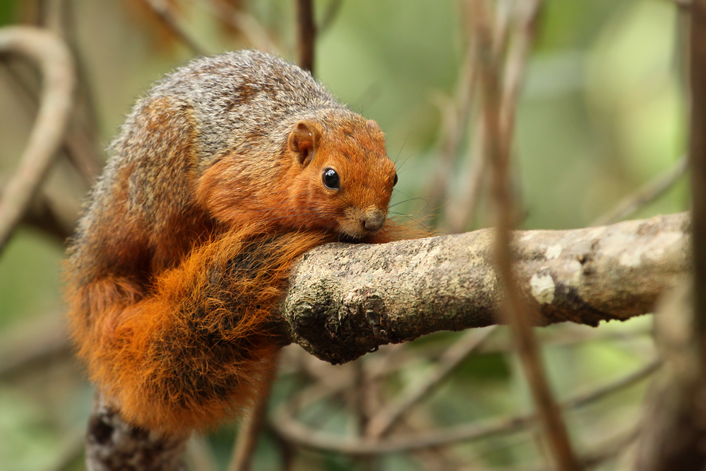 Rotschwanzhörnchen