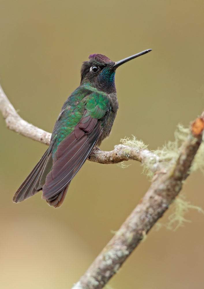 Violettkron-Brilliantkolibri (Eugenes fulgens)