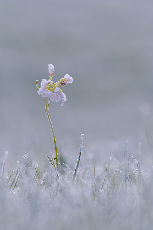 Frostiger Frühling