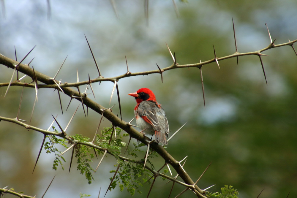 Red Headed Weaver