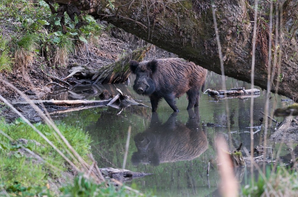 Wildschwein