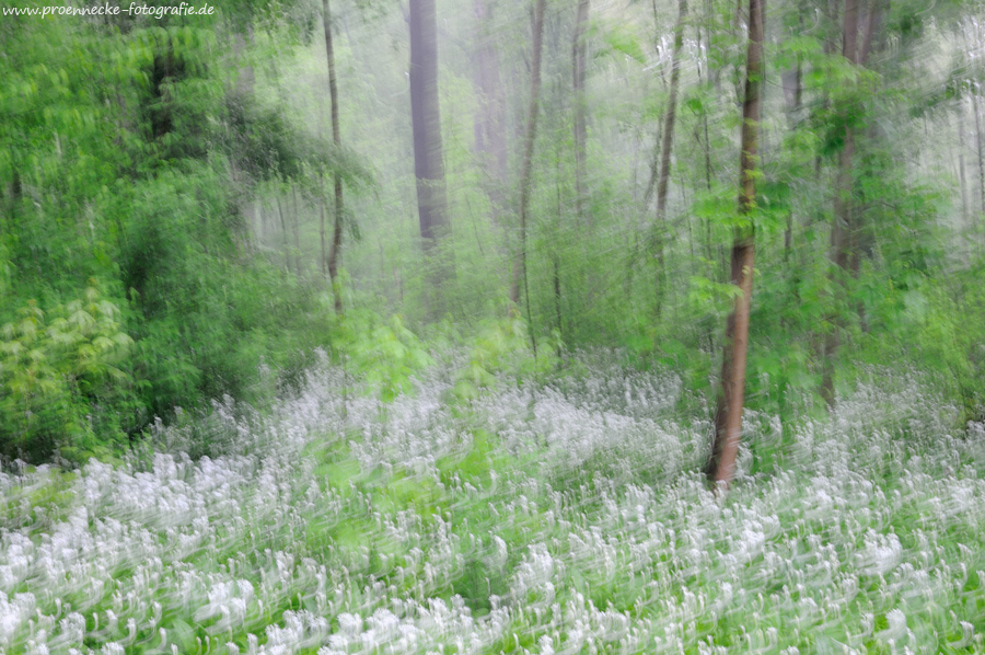 Bärlauchblüte