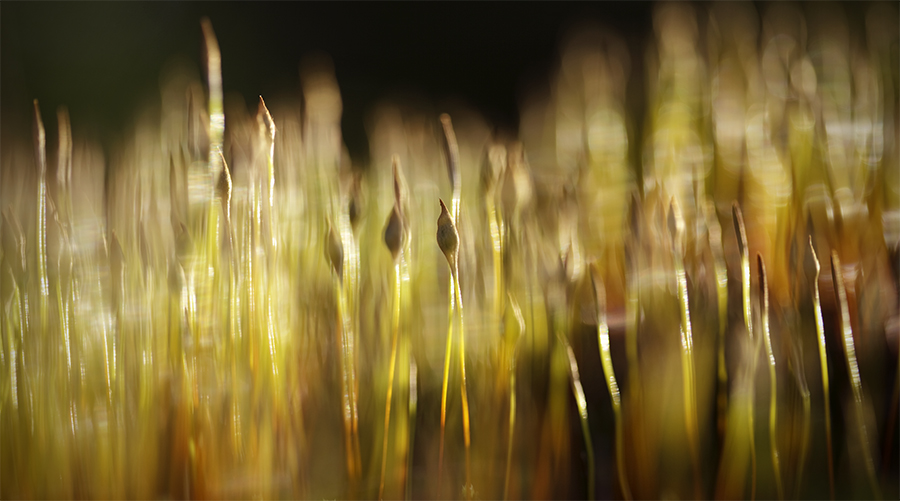 Licht & Wind