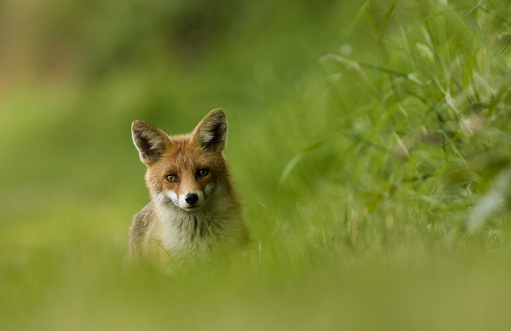 Mein erster Fuchs