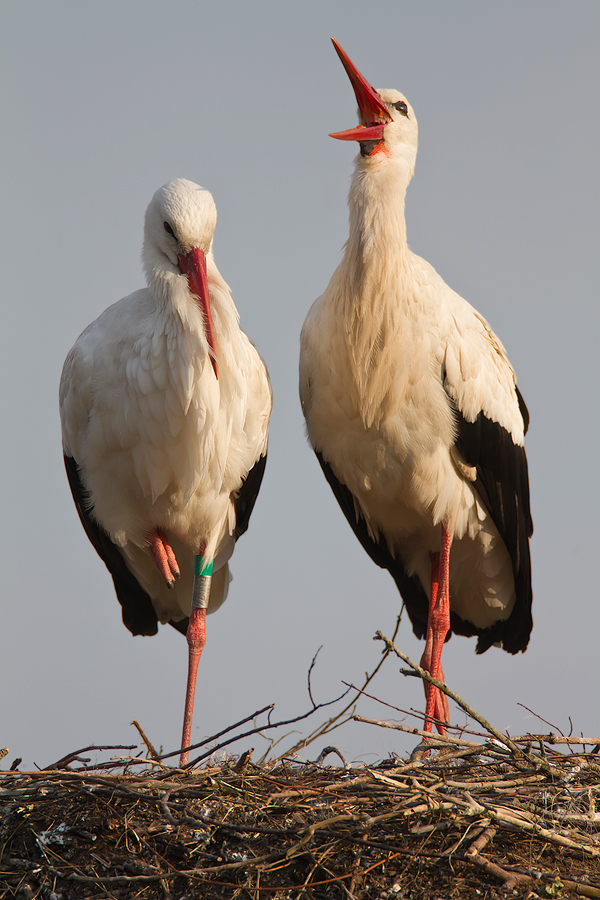 Storchenpaar im Nest