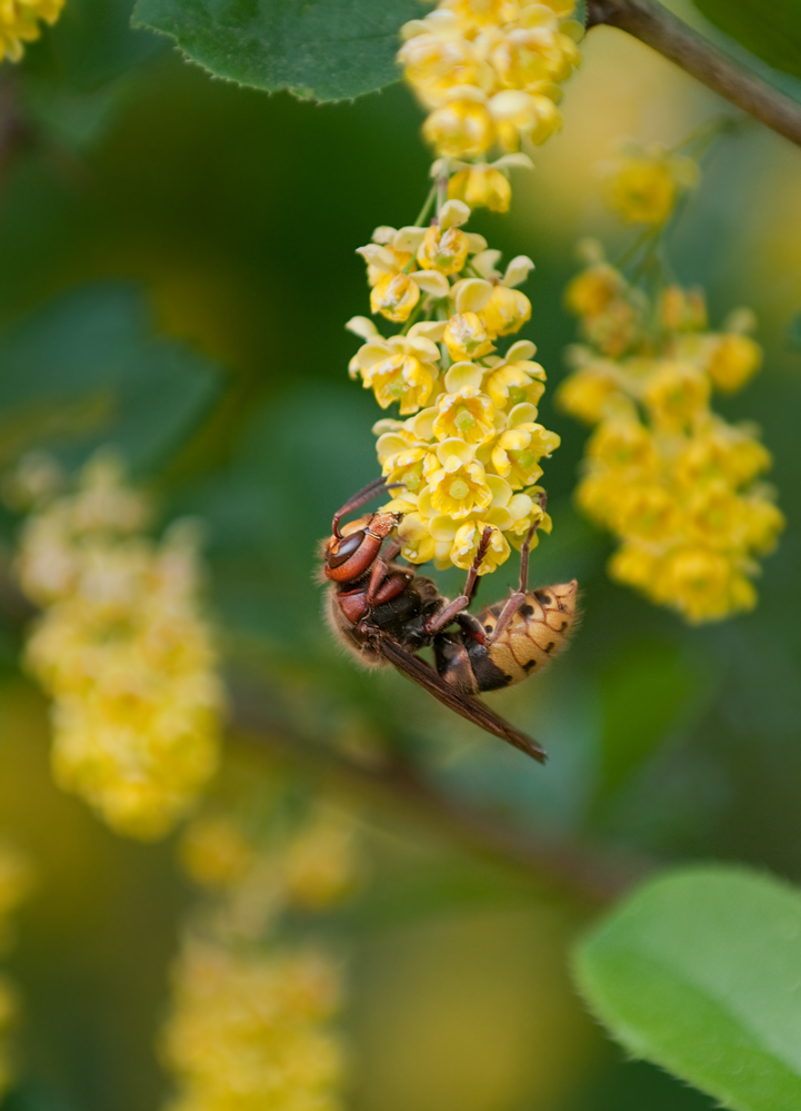 Hornisse (Vespa crabro)