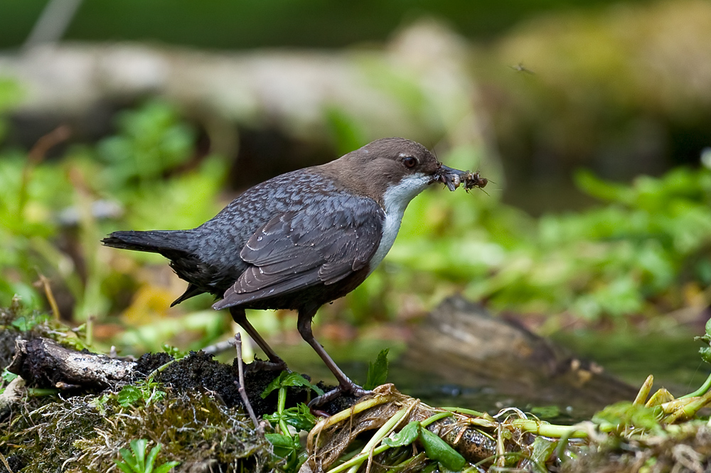 fleißige Wasseramsel