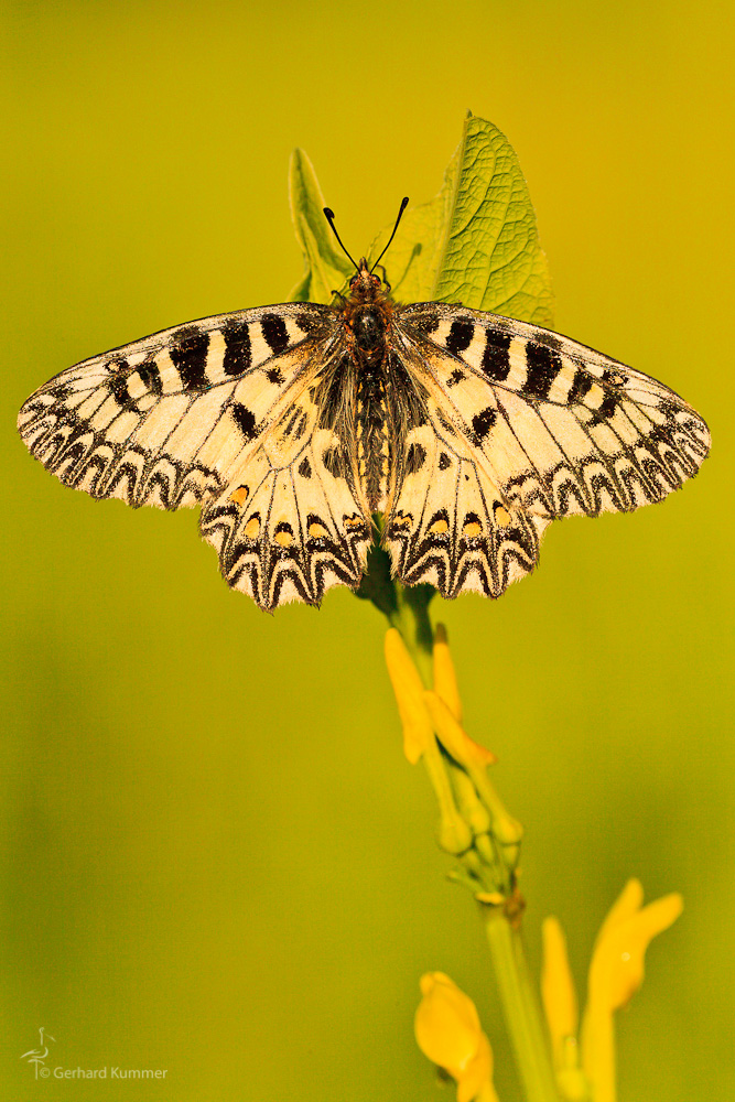 Zerynthia polyxena