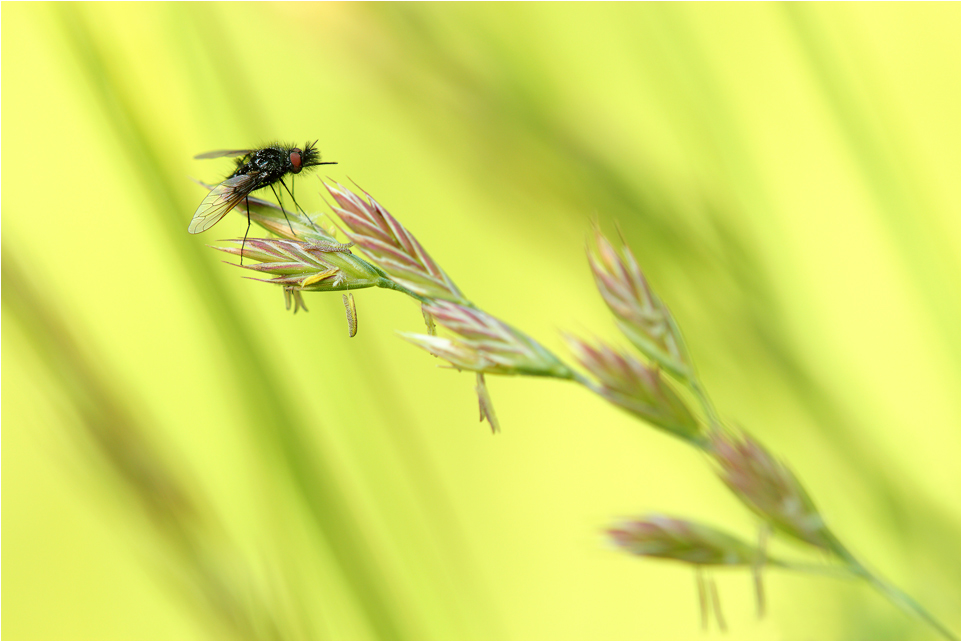 Bombylius ater