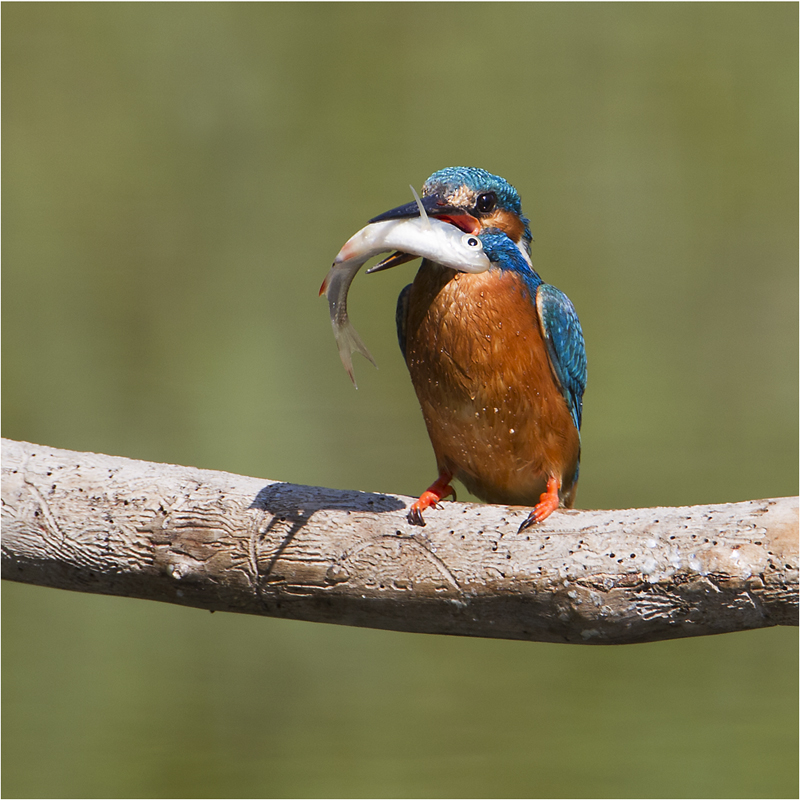 Eisvogel mit Fisch.