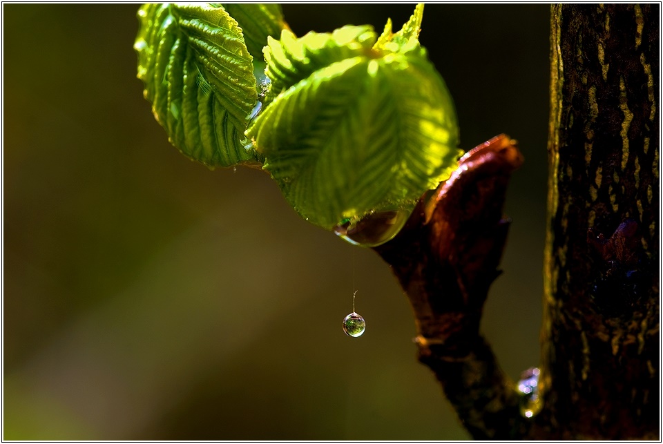 Regen gesucht