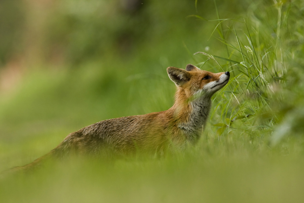 Mein erster Fuchs II