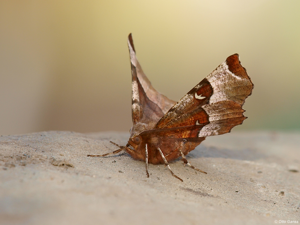 Mondfleckspanner im Garten