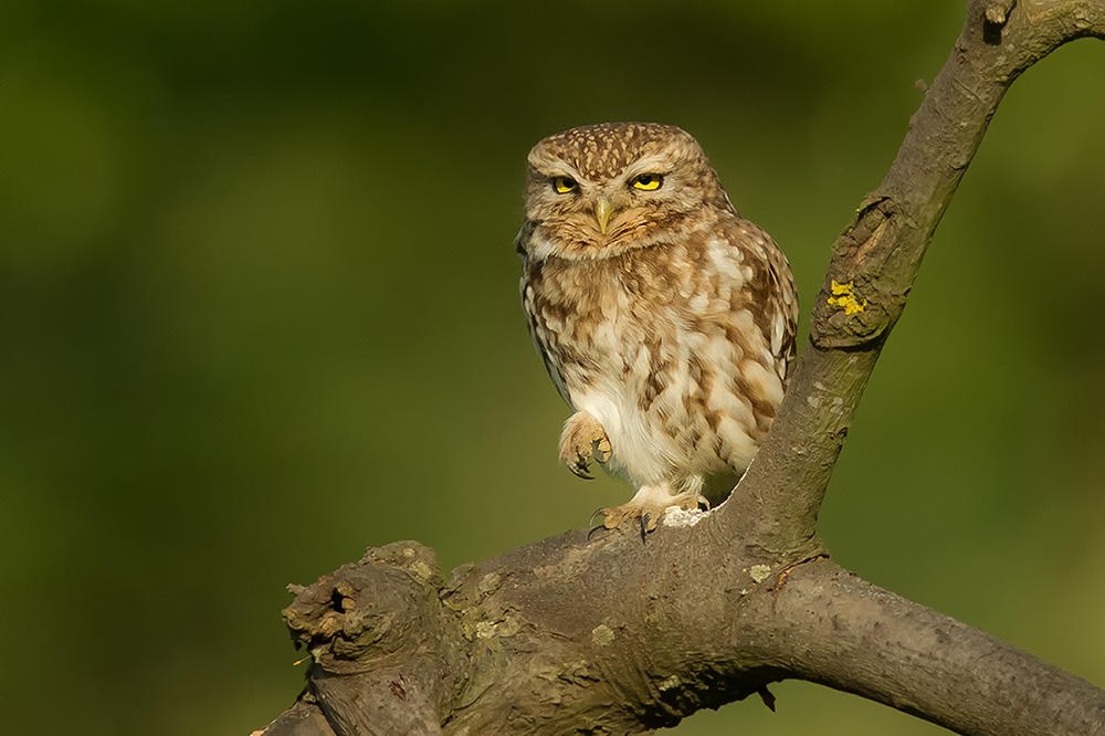 Steinkauz (Athene noctua)