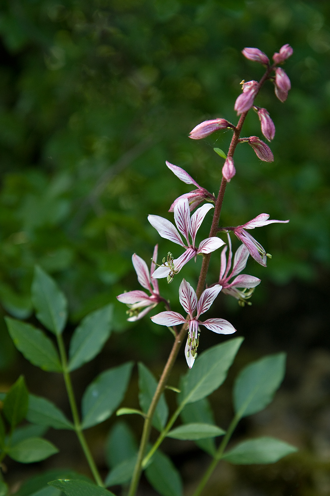 Diptam - Brennender Busch