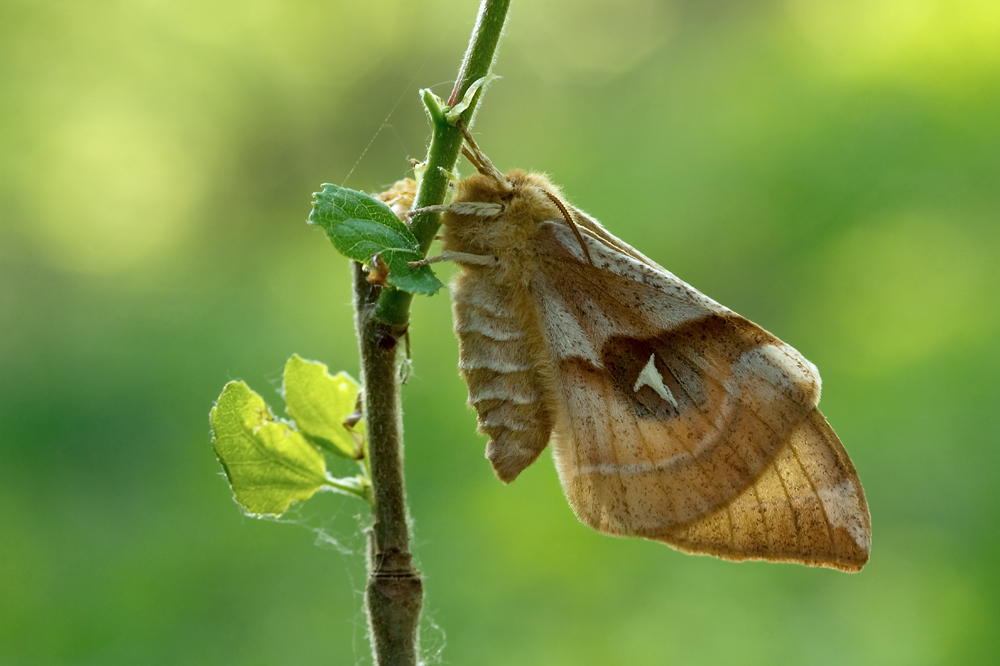 Nagelfleck (Aglia tau)