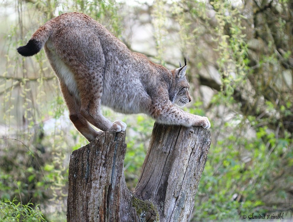 Luchs